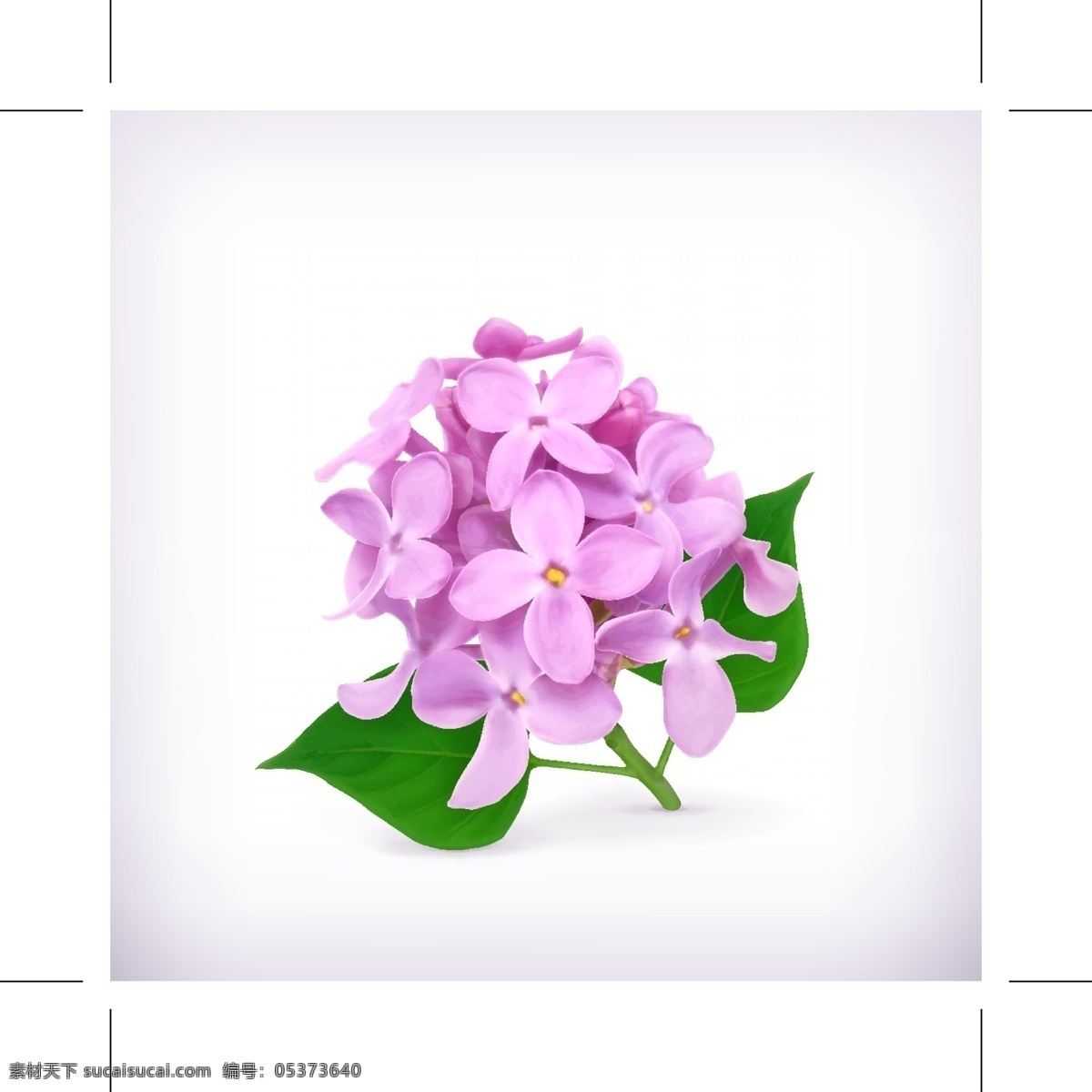 紫色绣球花 紫色 绣球花 花朵 鲜花 3d 立体 生活百科 矢量素材 白色