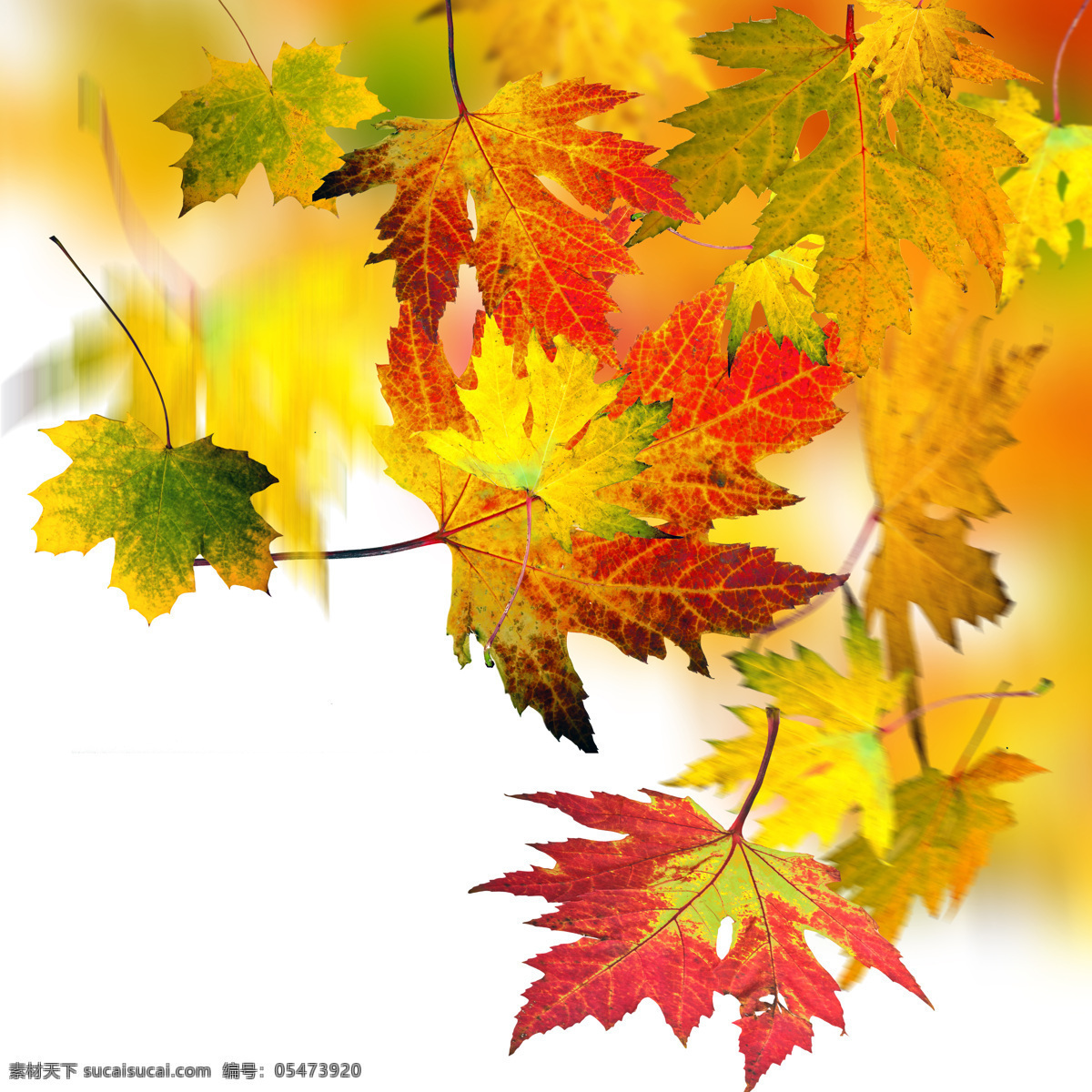 秋天 树叶 背景 秋天树叶背景 树叶背景 秋天树叶 树叶摄影 植物 山水风景 风景图片