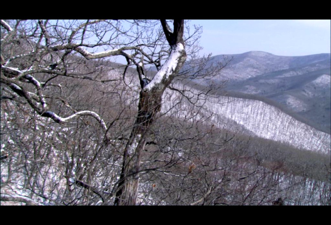 森林 冬季 雪景 高清 视频