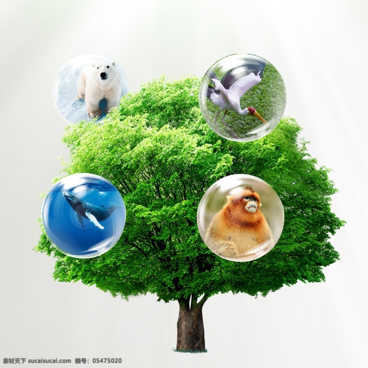 保护动植物 动物 植物 森林 环保
