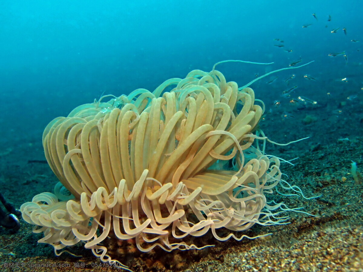 海底 海葵 高清 食肉动物 刺胞动物 海洋 海水