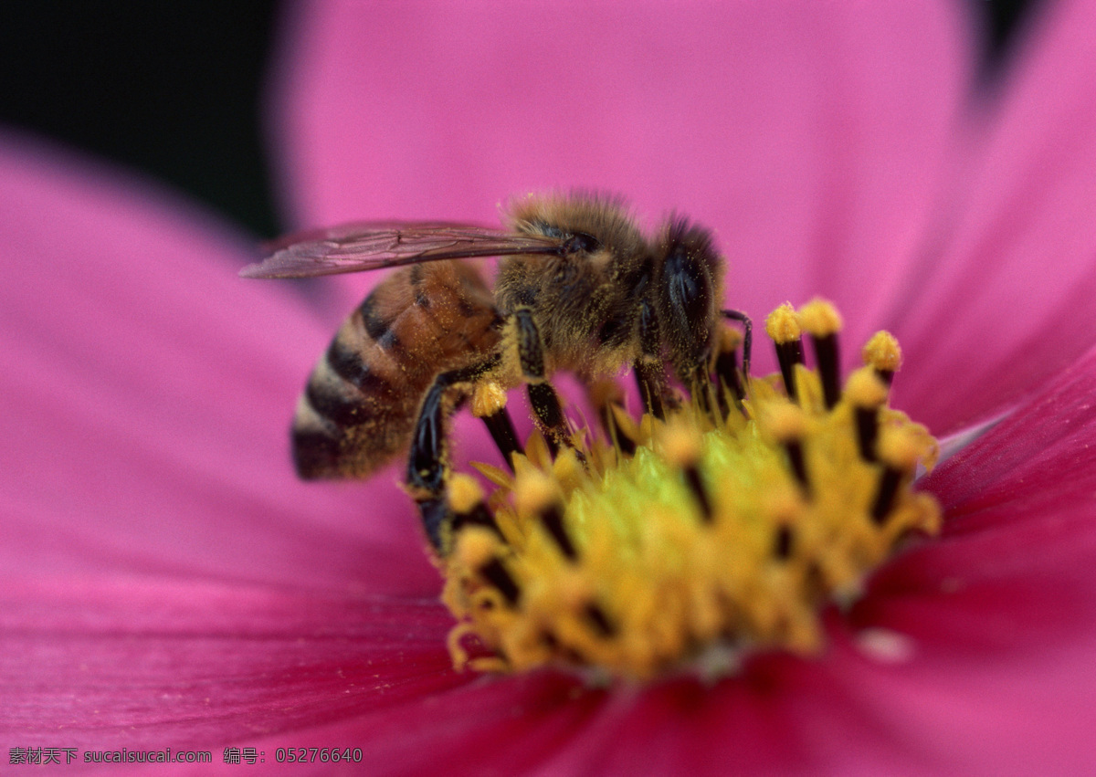 蜜蜂 采 蜜 花 昆虫 蜜蜂采蜜 摄影图库 生物世界 采蜜