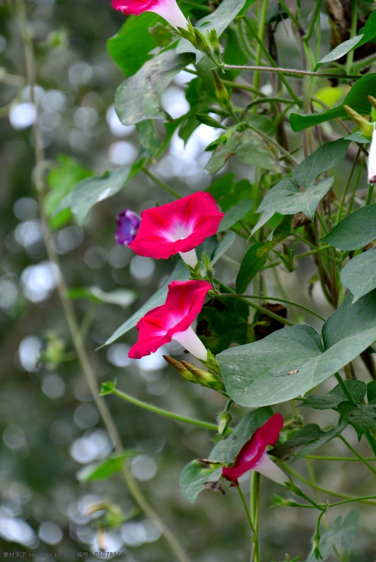 牵牛花 红牵牛花 红花 绿叶 花草 花卉 生物世界