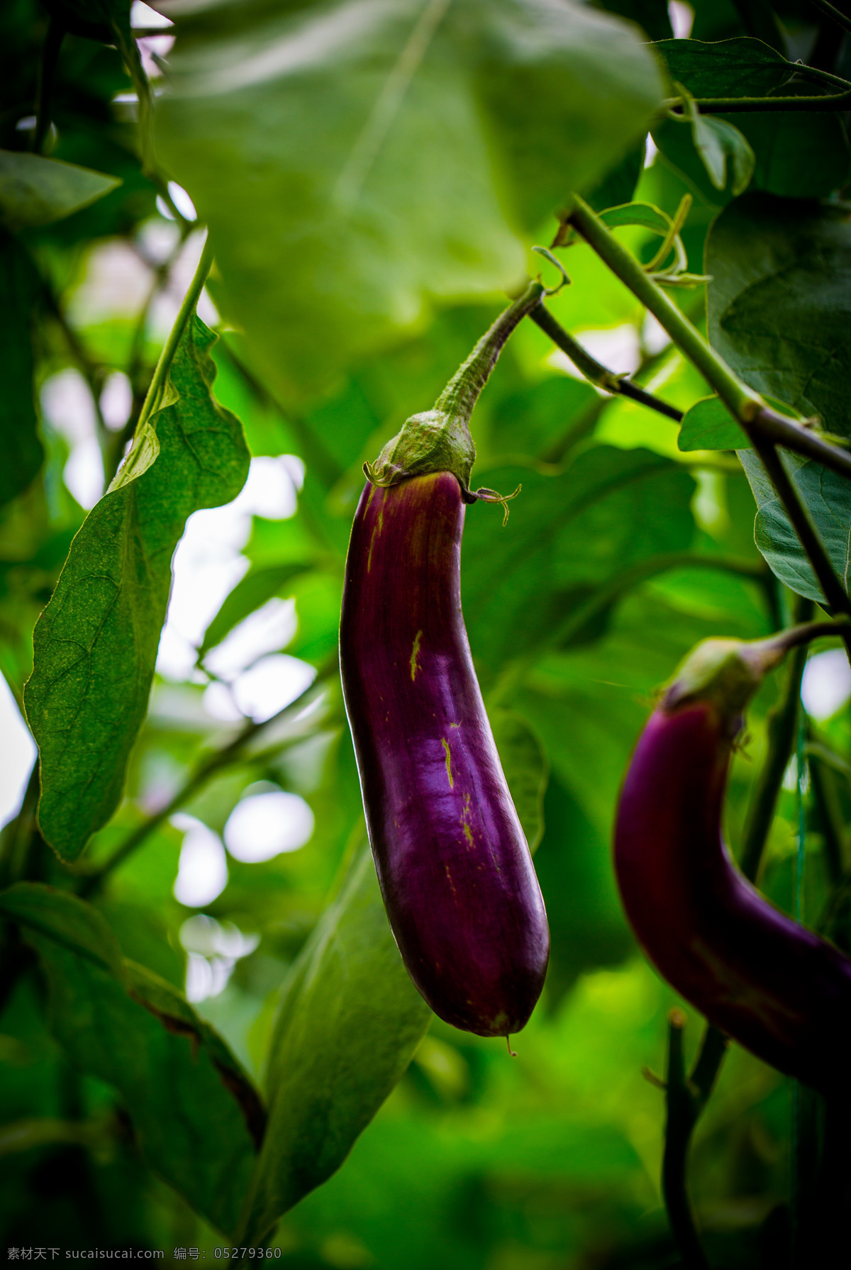 果实 枝叶 特写 绿色 成熟 丰收 诱人 蔬菜 采摘 茄子 紫色 生物世界