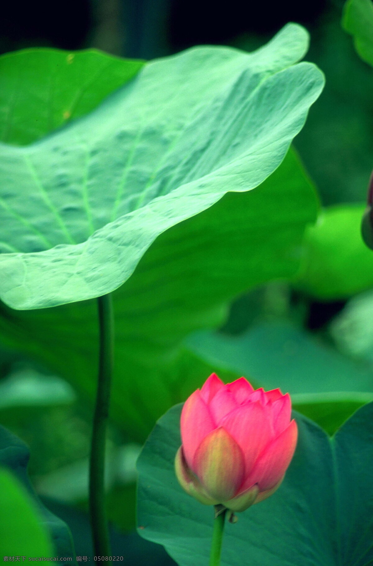 荷花 绿叶 背景 风景 荷叶 花卉 摄影图库 田园风光 叶子 植物 荷花绿叶 自然景观 生活 旅游餐饮