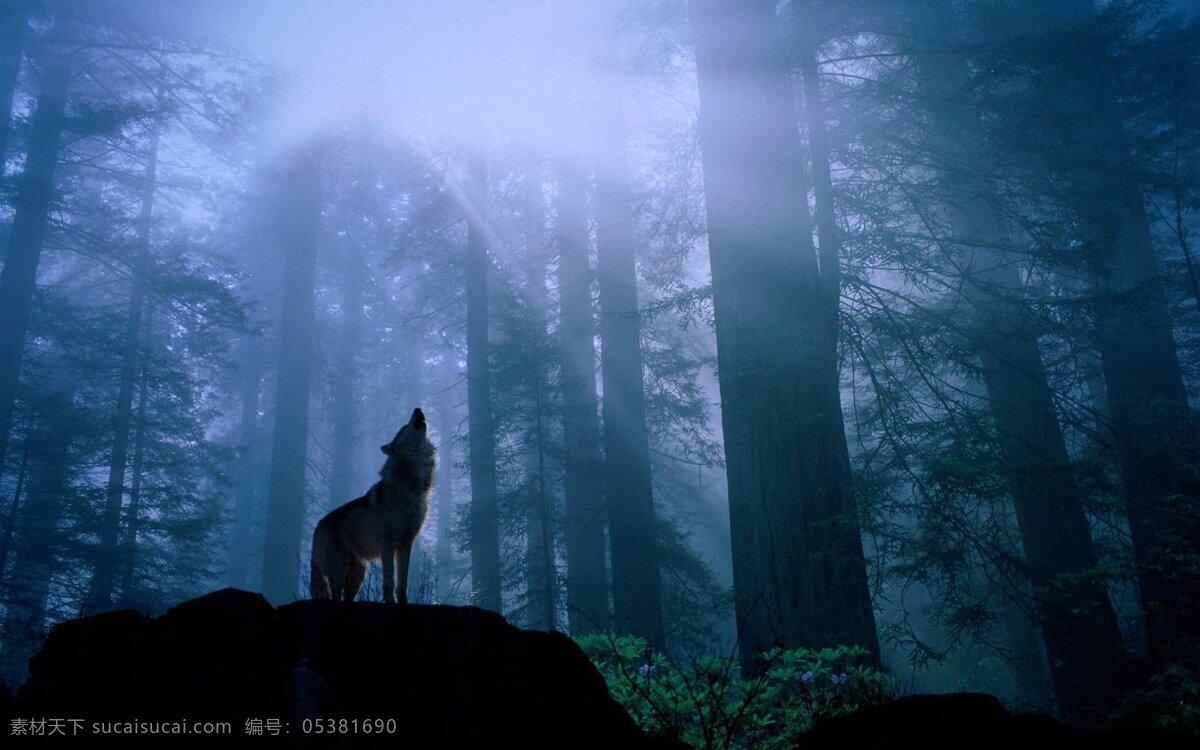 狼嚎 野狼 蓝色 森林 冰冷 黑色 黑暗 悲惨 野生动物 生物世界