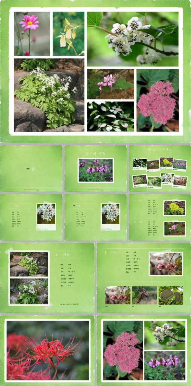 韩国 主题 各种 美丽 花卉 模板 绿色 叶子 美丽小花 植物ppt 自然风景