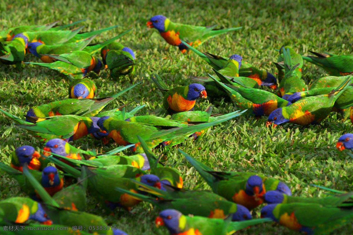 草地 上 许多 绿色 鹦鹉 空中飞鸟 鸟类 禽类 动物 野生动物 动物世界 动物摄影 生物世界
