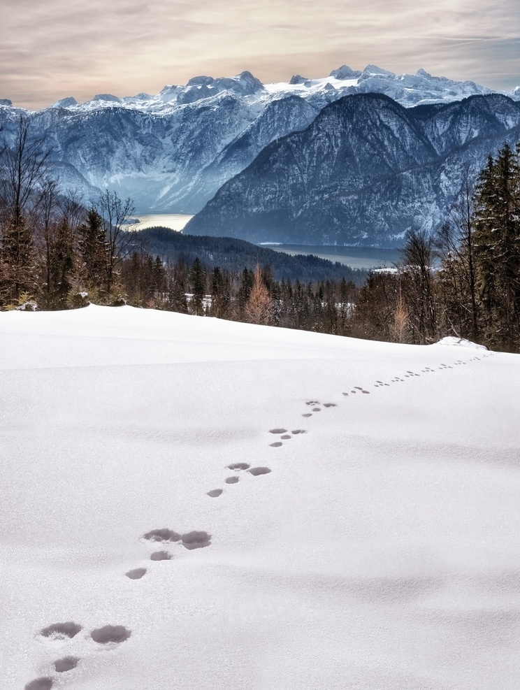 插图 白雪 积雪 装饰画 雪地 雪山 雪景 雪景图片 风景画 雪乡 雪林 冰雪山林 枝头的积雪 农村雪景 自然景观 自然风景