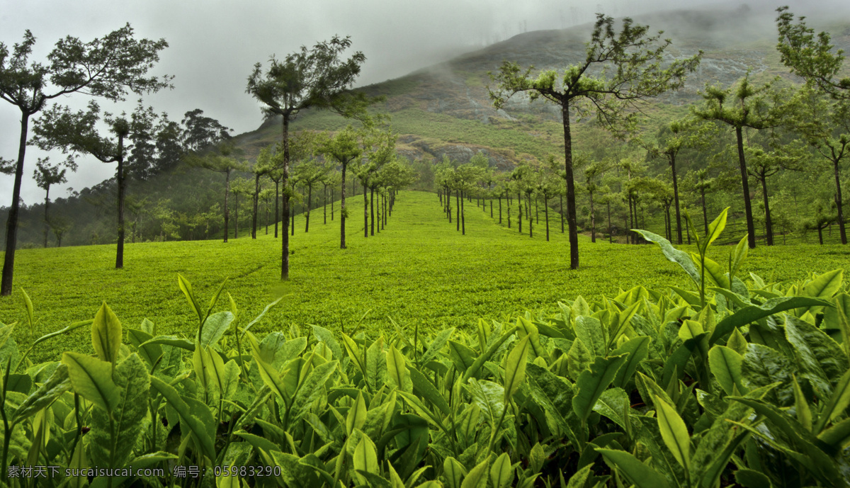 茶山 茶园 茶场 茶叶种植 茶 茶叶 农作物 摄影图片 现代科技 农业生产