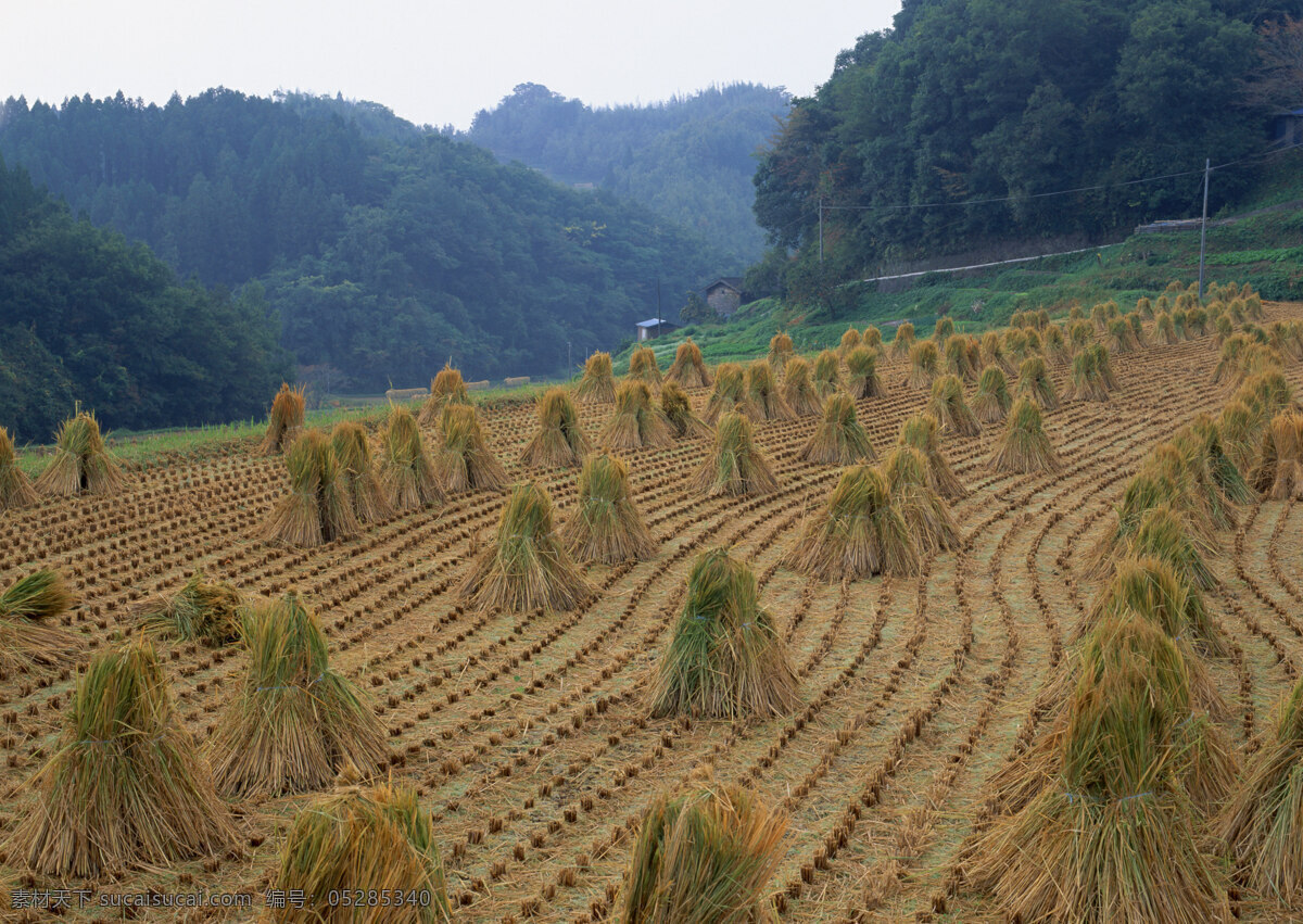 背景 春天 春天风景 稻谷 风景 风景背景 花瓣 花草 花朵 花卉 油菜花图片 野外 外野风景 野外风光图片 田野 田野风光 农村 农场 农田 农庄 农业 花藤 自然景观 自然风景 自然风光 自然景色 蓝天草地 蓝天白云 蓝天背景 蓝天绿地 梦幻背景 麦子 麦穗 麦田风景 梯田 秋天背景 秋天风景 田园 田园景色 田园山水 田园风景 田园风光 水稻 家居装饰素材 山水风景画