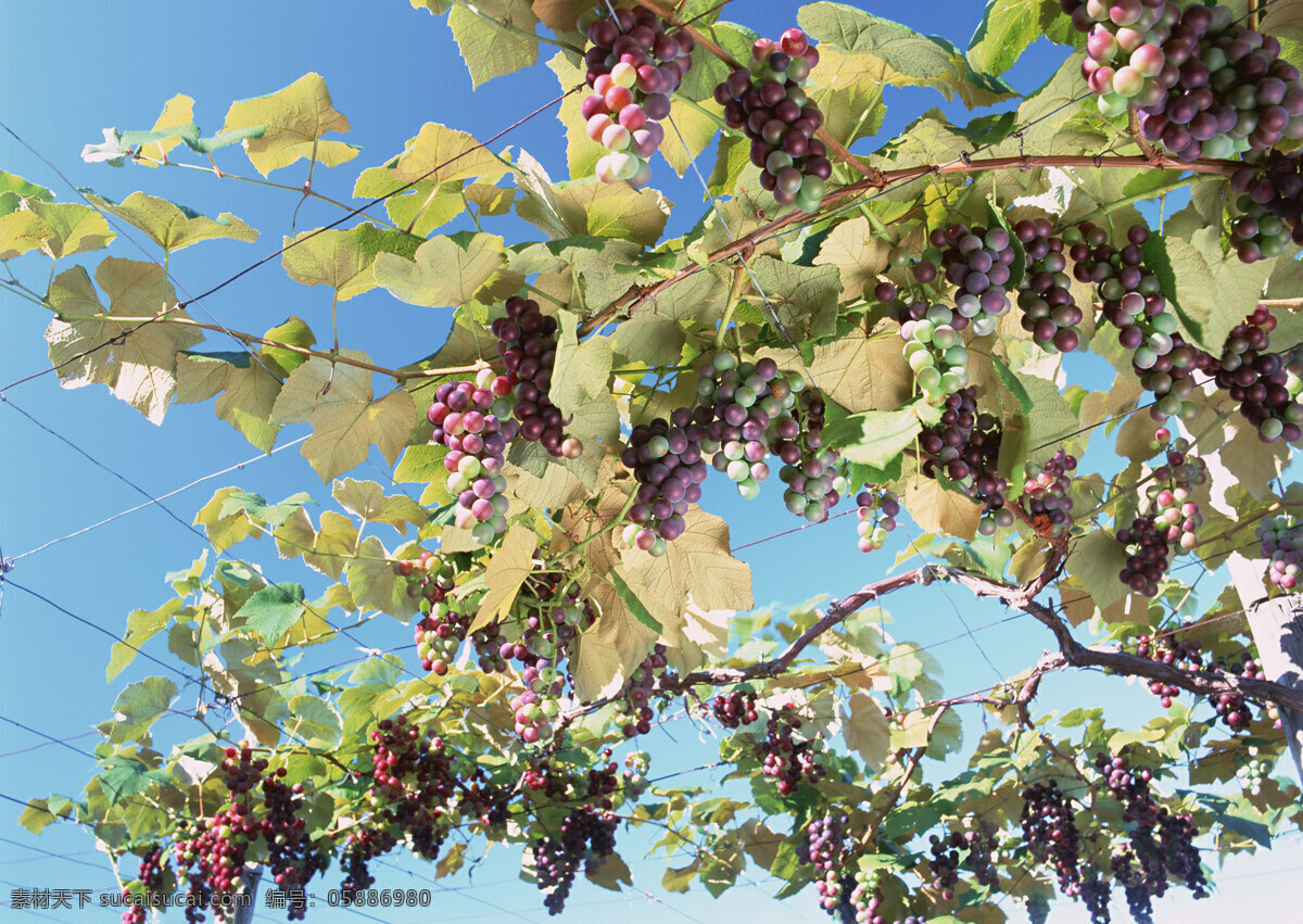 葡萄 树 葡萄叶子 铁丝 葡萄树干 生物世界