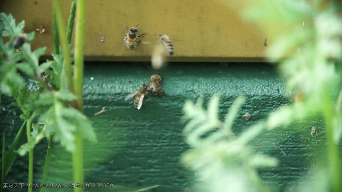 蜜蜂 在蜂巢特写 动物 蜂窝 自然 黄蜂
