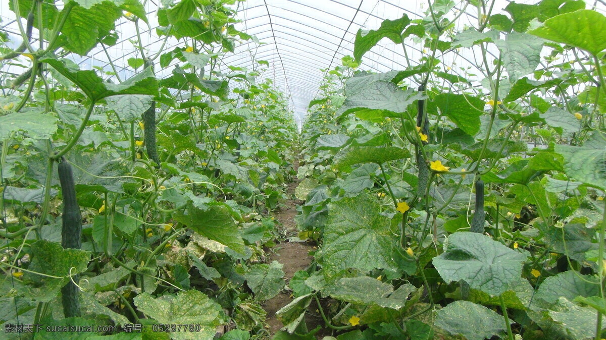 黄瓜 蔬菜大棚 黄瓜栽培 种植园圃 无土栽培 蔬果集锦 生物世界 蔬菜