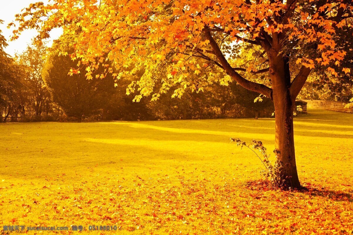 秋天 满地 落叶 秋季 背景 图 黄色 深秋 树叶
