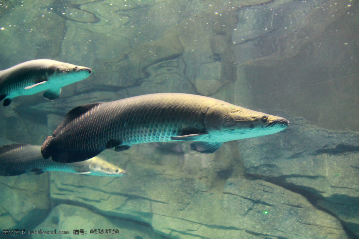 巨骨舌鱼 鱼 水生物 巴西 大鱼 热带 生物世界 海洋生物