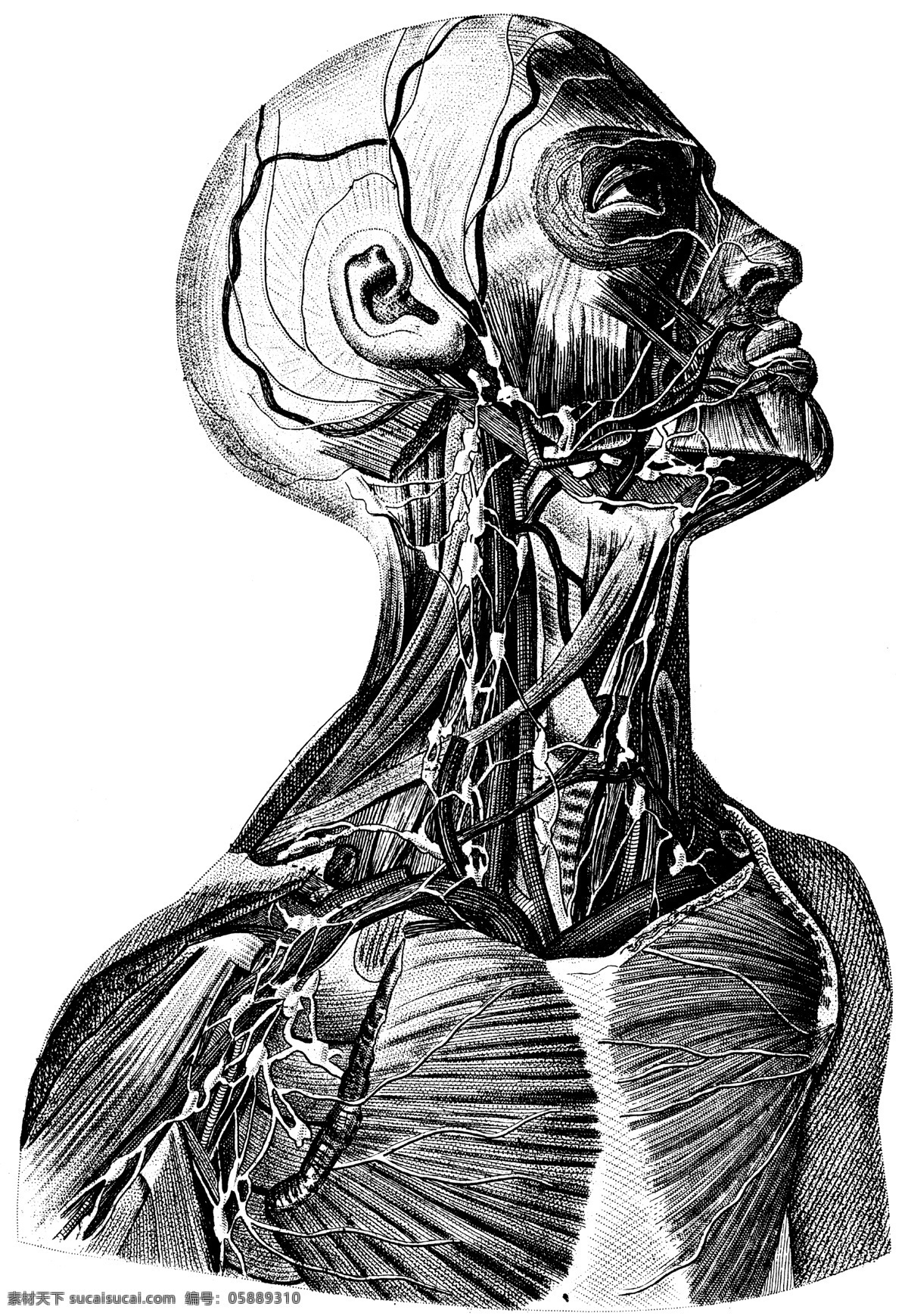 人体 上半身 血管 神经网 神经 网 内脏 头部 身体 淋巴 医学 解剖 法医 人体解剖 医疗护理 现代科技