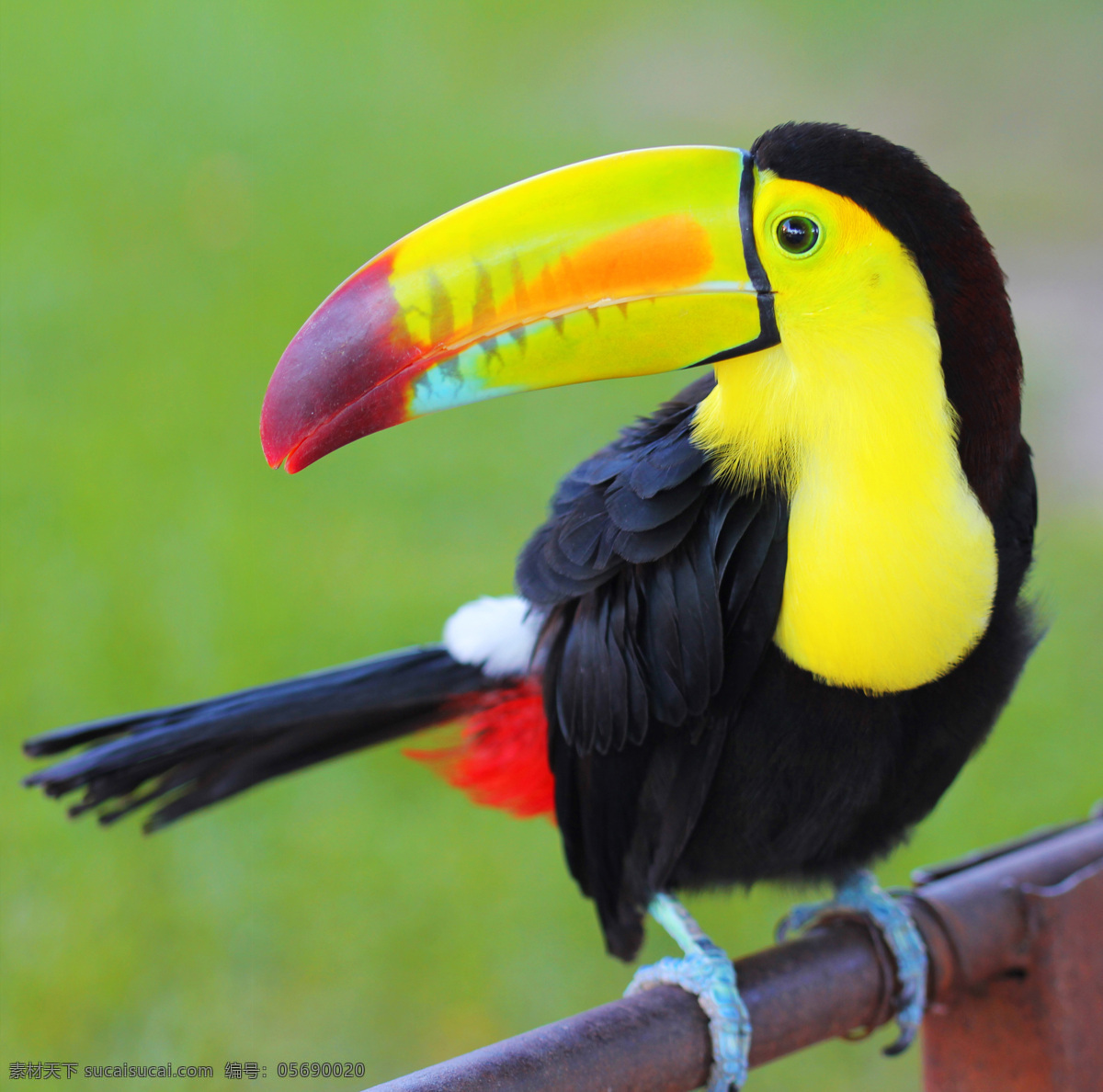 秦皇岛 野生 动物园 鹦鹉 唯美 意境 公园 野生动物园 动物 鸟 可爱 生物世界 鸟类