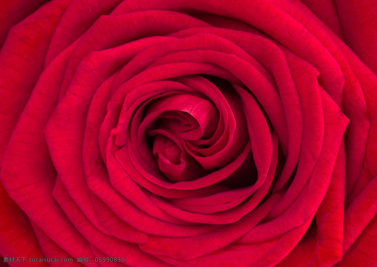 玫瑰花摄影图 照片 彩色 红色