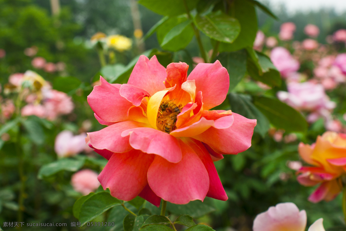 月季花 菜花 开花 花朵 牡丹 月季盛开 夏天 蜜蜂 采花蜂 小蜜蜂 花儿 花草 生物世界