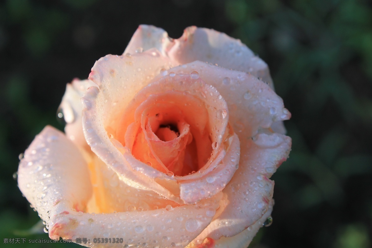 粉红色月季 雨中 摄影图库 含苞 含苞欲放 雨露 露水 露珠