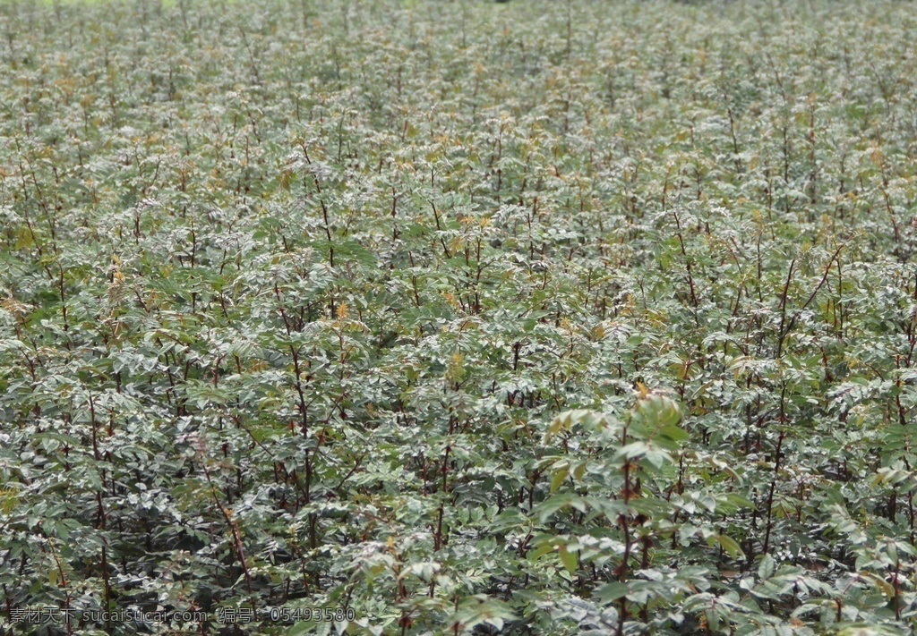 花椒苗 花椒树苗 花椒芽菜苗 花椒 自然景观 田园风光