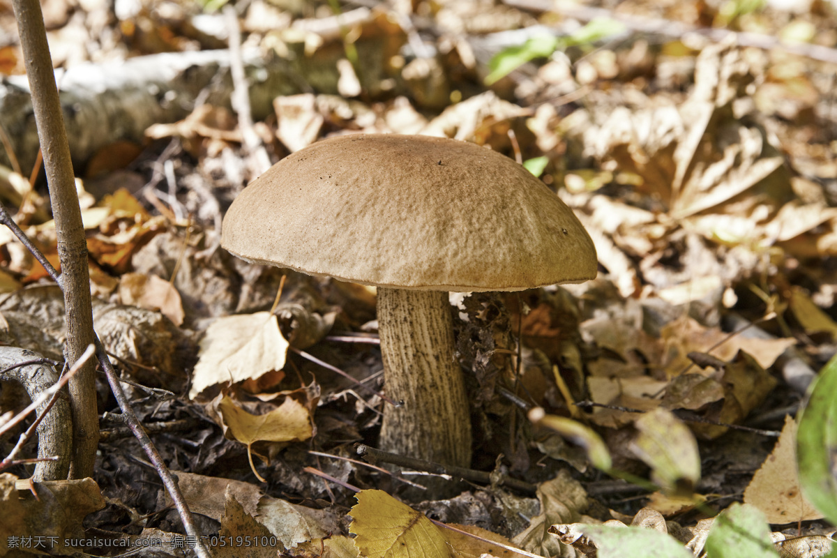 树叶与蘑菇 树叶 枯叶 蘑菇 菌类植物 菌类生物 蘑菇摄影 其他类别 生活百科 黑色