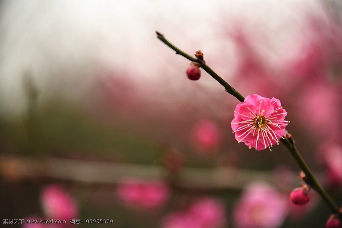 迎春 红梅 梅花 一枝梅花 初春 生物世界 花草