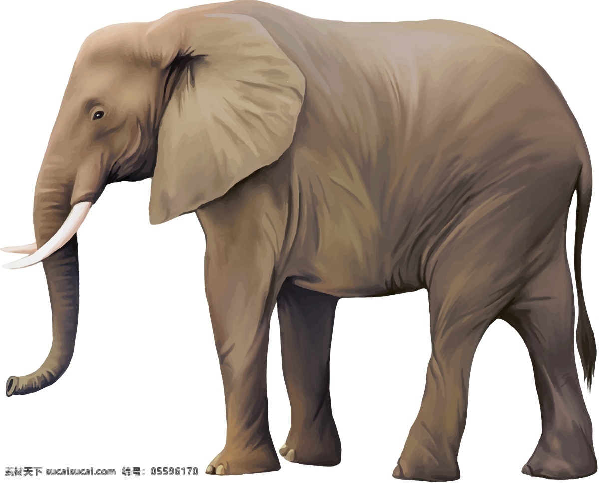 大象 矢量 素材图片 格式 野生动物 矢量图 psd素材 高清图片