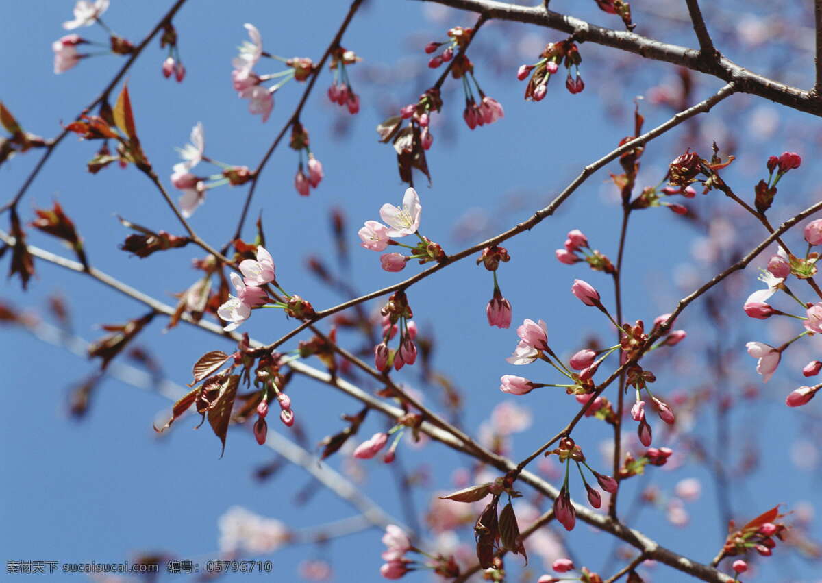 春天风景 摄影图库 桃花盛开图片 桃花图片 桃花源图片 桃花节图片 春天 桃花 桃花桌面图片 生物世界