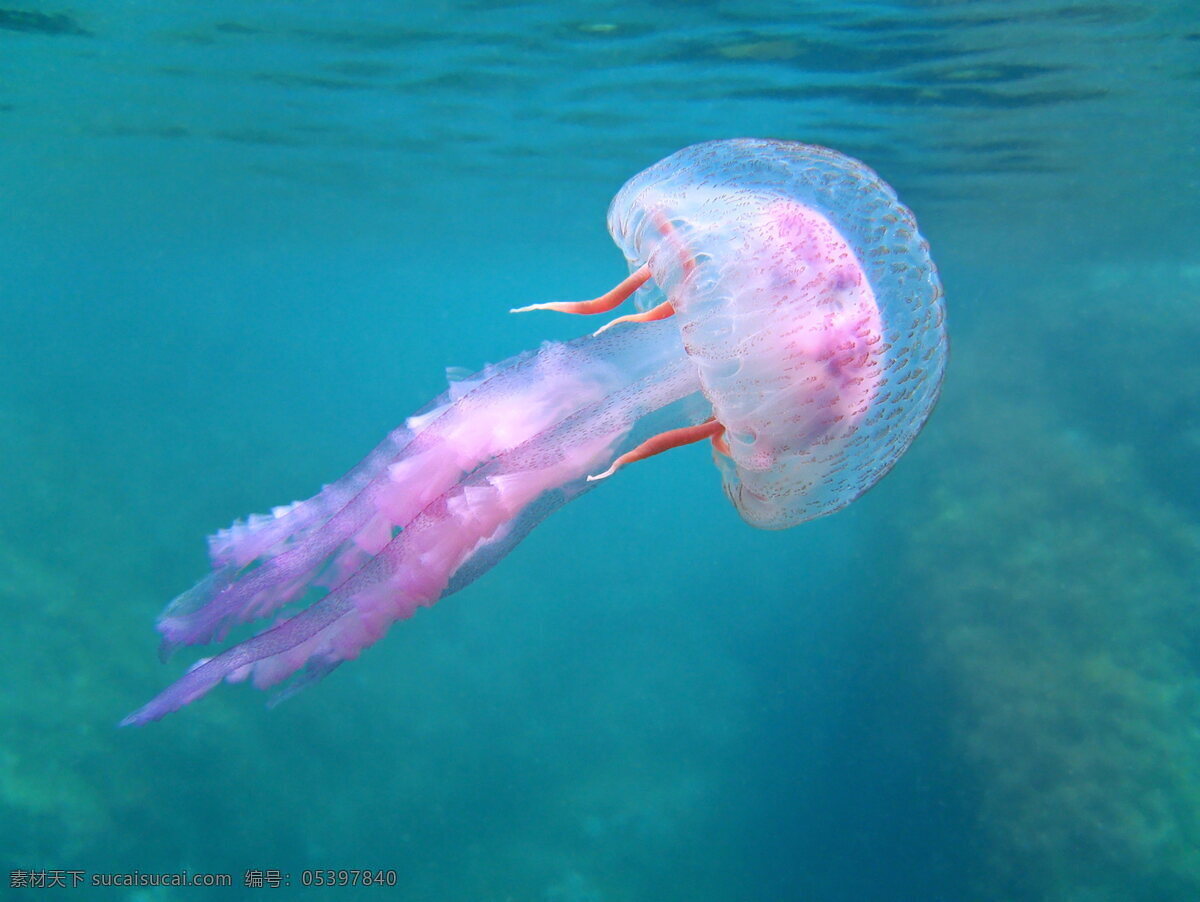 水母 海洋生物 海水 海洋 大海 蓝色海洋 海底生物 软体动物 动物 生物世界 动物世界