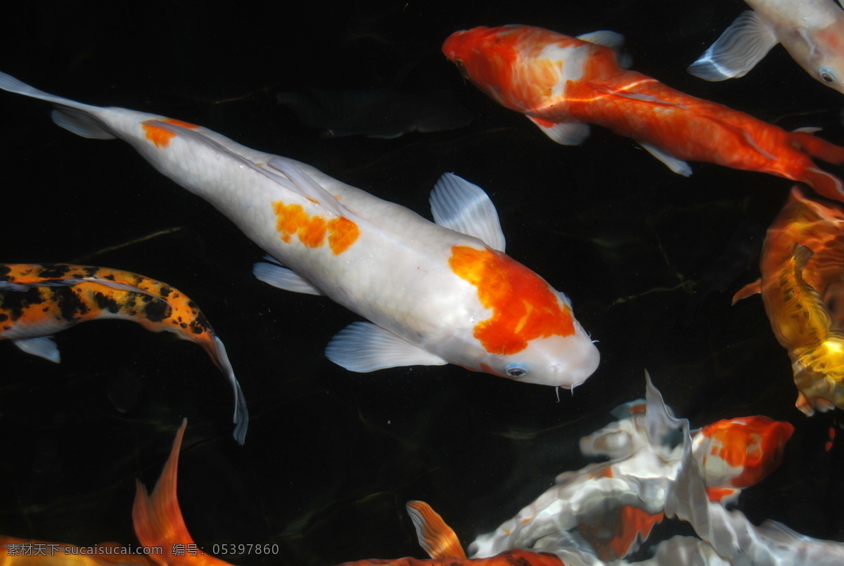 锦鲤 锦鱼 红白相间的鱼 彩鱼 水池中的鱼 游动的鱼 观赏鱼 水生动物 水生物 鱼类 生物世界