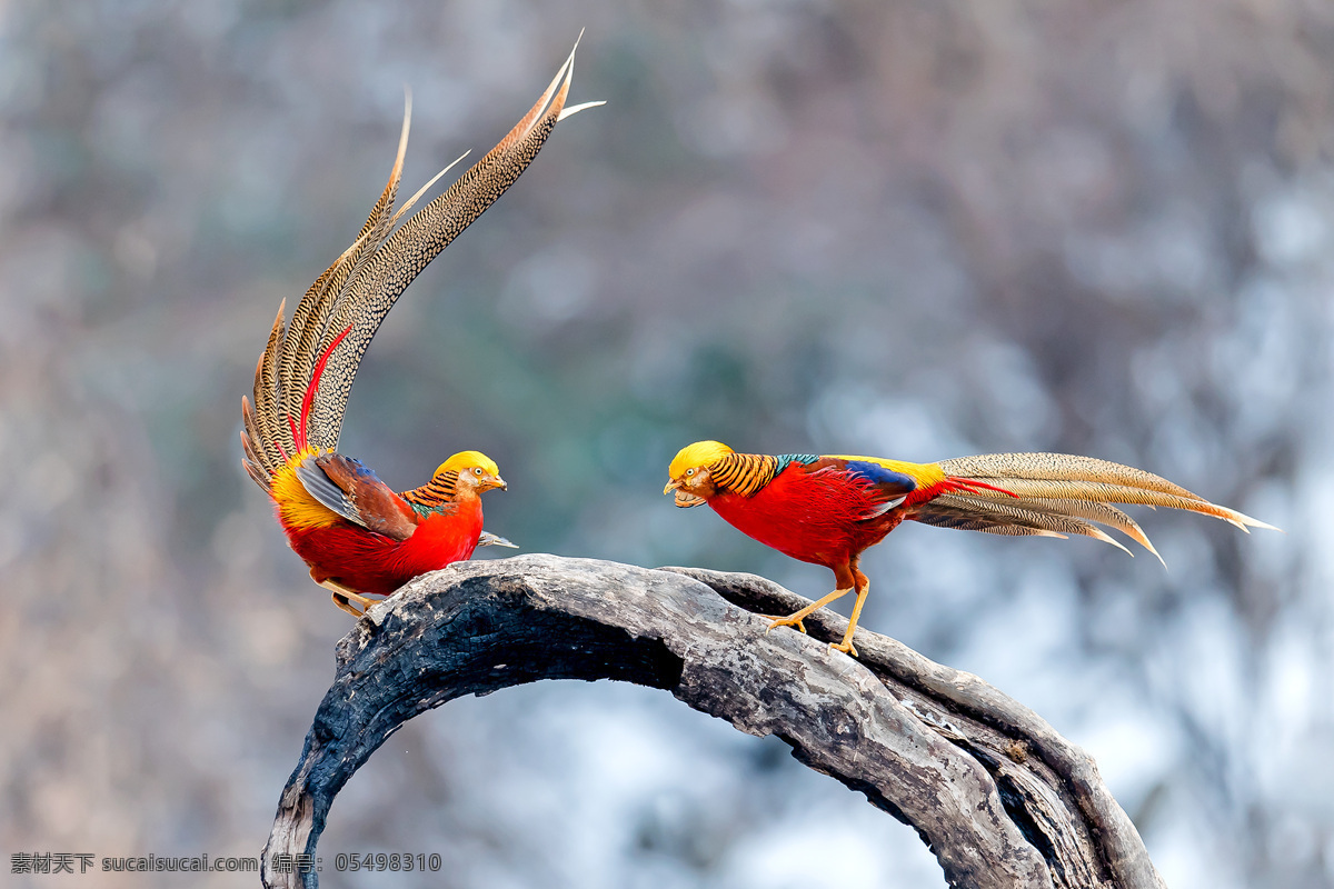 红腹锦鸡 鸟 野生 生态 自然 自然景观 自然风景