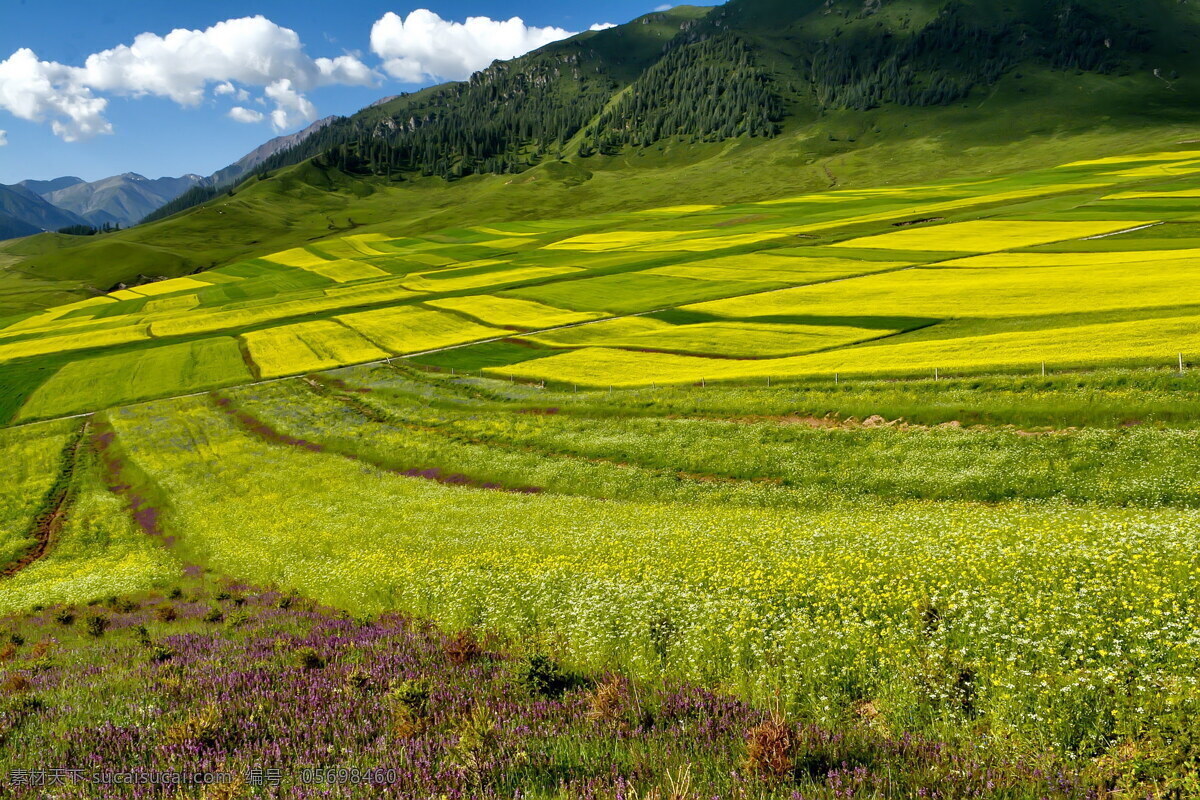 青海 祁连县 油菜花 风景