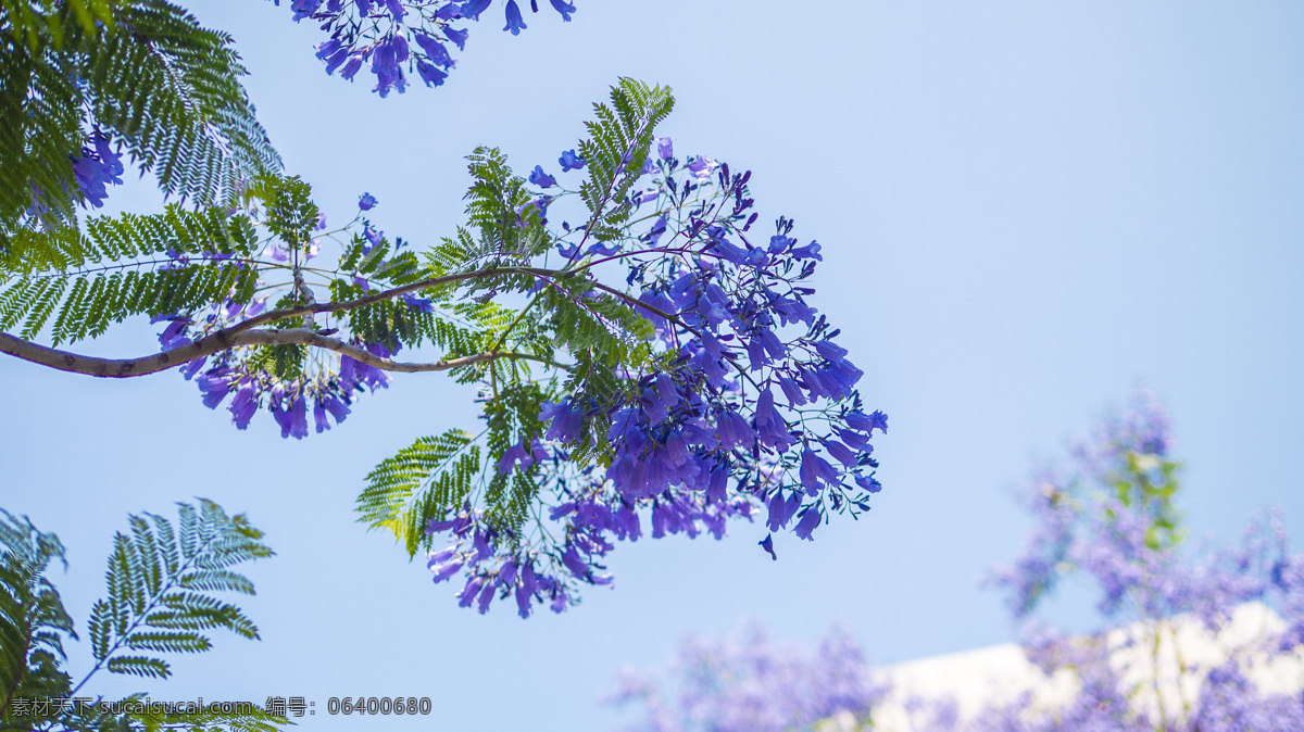 蓝花楹 花树 夜晚蓝花楹 灯光下蓝花楹 花朵 生物世界 花草