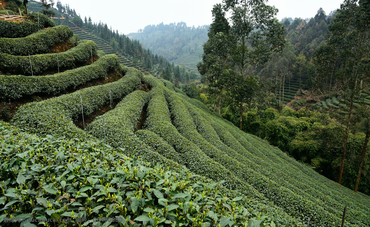 茶山茶园 茶山 茶园 绿色 生态 环保 高清 茶叶 嫩芽 蒙顶山 花草 生物世界