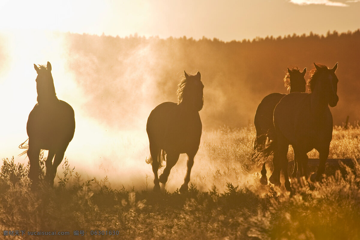 奔跑的马匹 马匹 骏马 马 奔跑 动物世界 摄影图 陆地动物 生物世界 白色