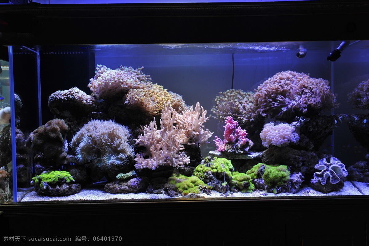 海 水缸 珊瑚 生物世界 鱼类 鱼缸摄影图片