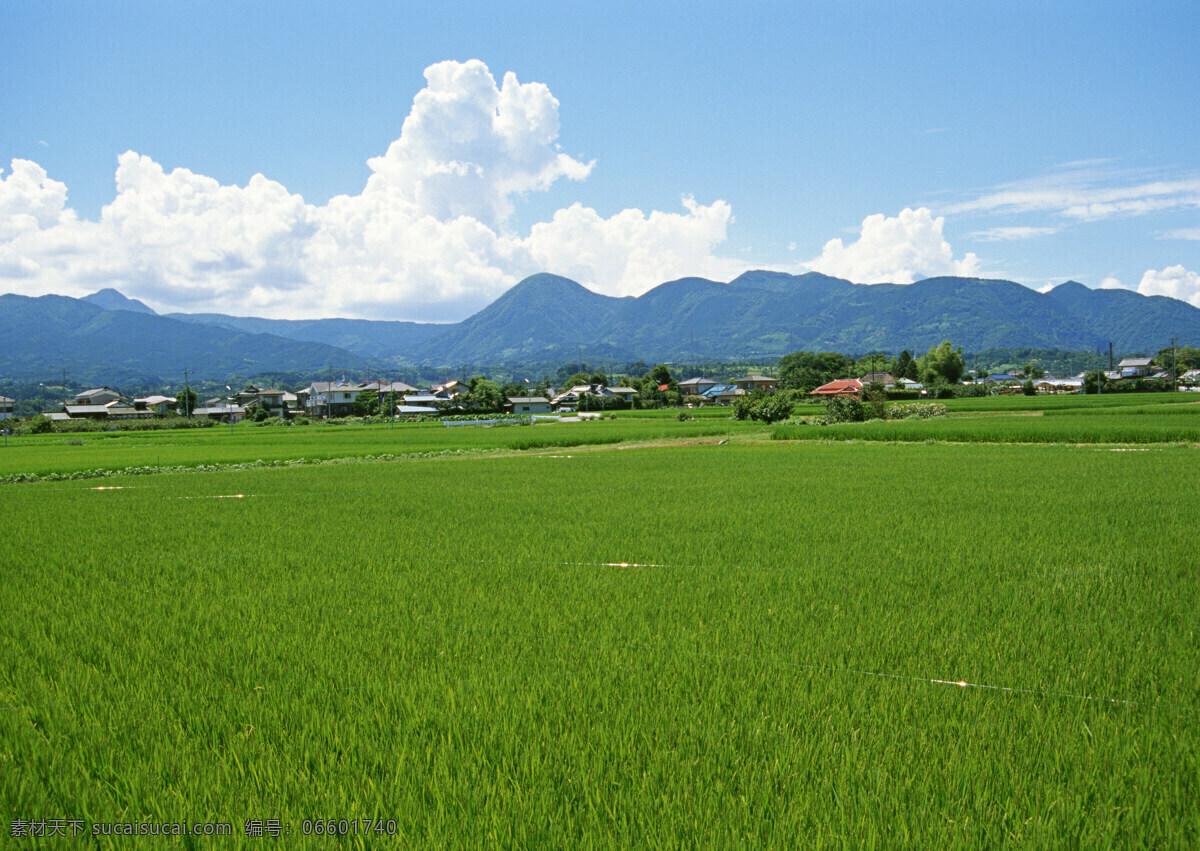 稻田免费下载 稻田 天空 田野 乡村田园图片 植物 庄稼 风景 生活 旅游餐饮