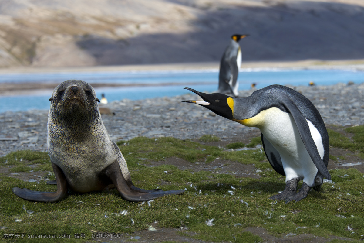 草地 上 企鹅 动物世界 动物摄影 南极动物 陆地动物 水中生物 生物世界