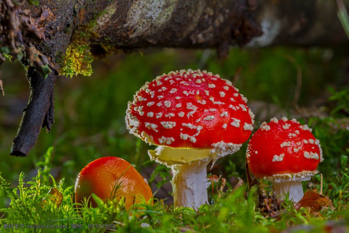 菌菇 野生菌 青草 野蘑菇 绿色食品 森林里 生物世界 蔬菜