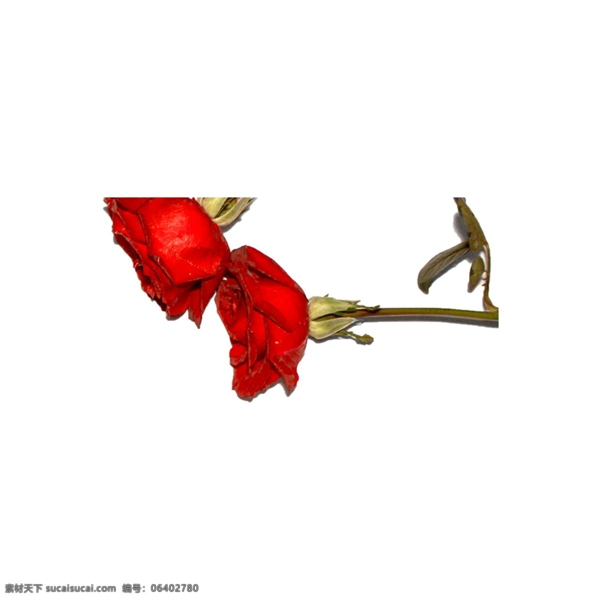 玫瑰 花瓣 实拍 免 抠 玫瑰花瓣 红色 红玫瑰 鲜花 花卉 植物 爱情 情人节 红玫瑰免抠 实物 拍摄