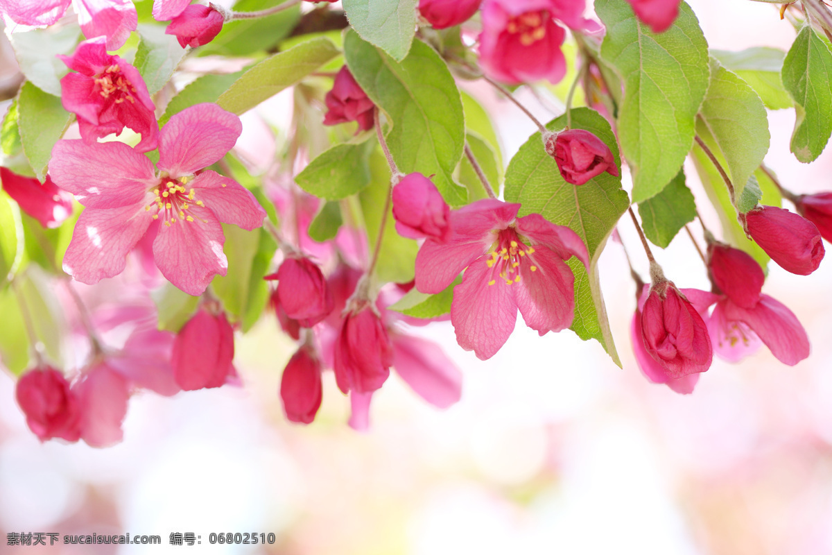 美丽 粉色 花朵 鲜花 绿叶 梦幻背景 美丽鲜花 鲜花背景 花草树木 生物世界