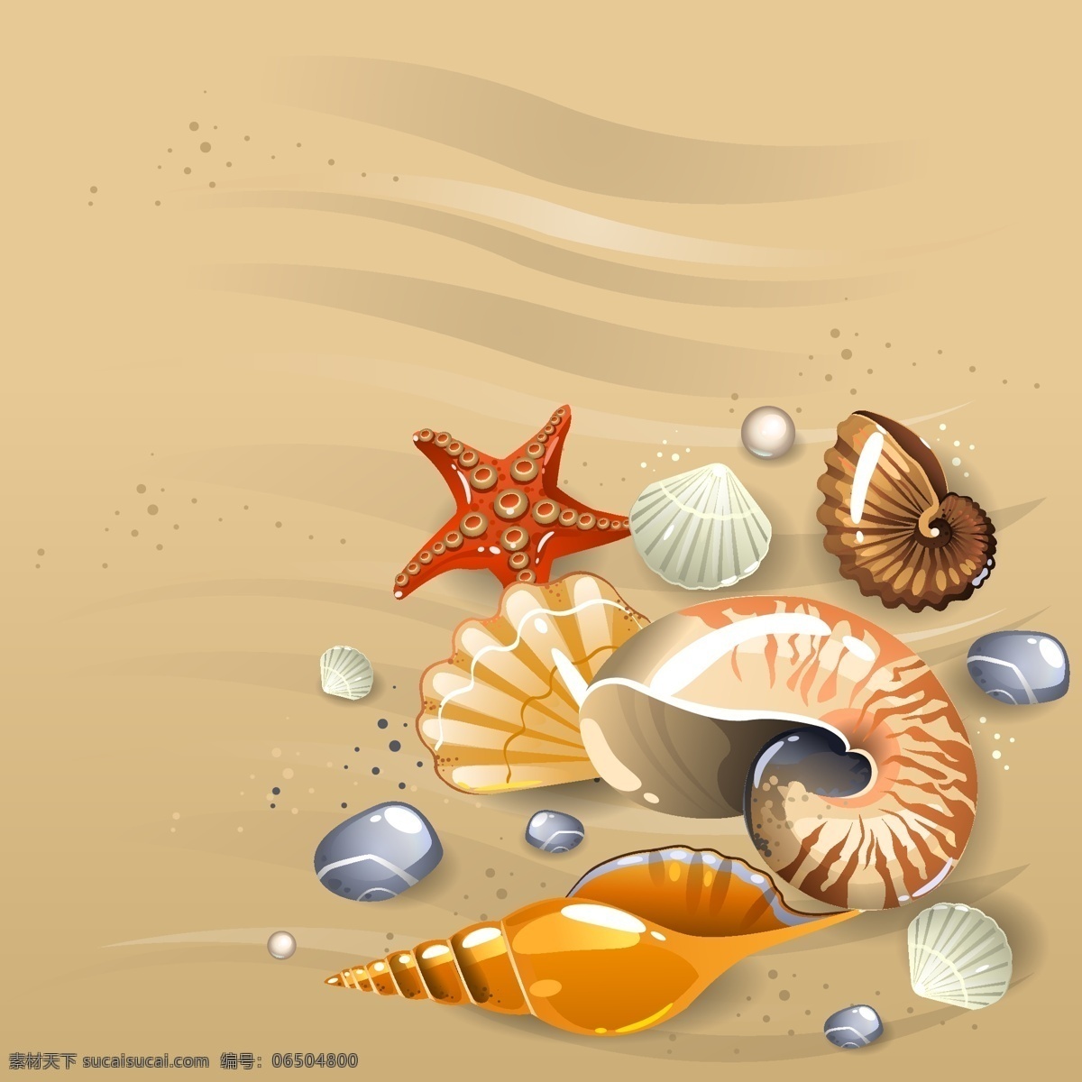 精美 沙滩 奇观 贝壳 海螺 海