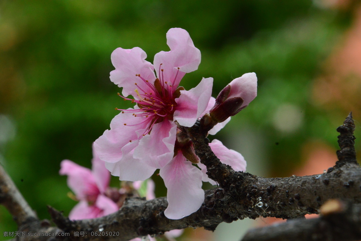 粉红桃花 观赏桃花 花朵 花蕊 花瓣 枝叶 春天 花卉 绿化景观 山桃碧桃 生物世界 花草