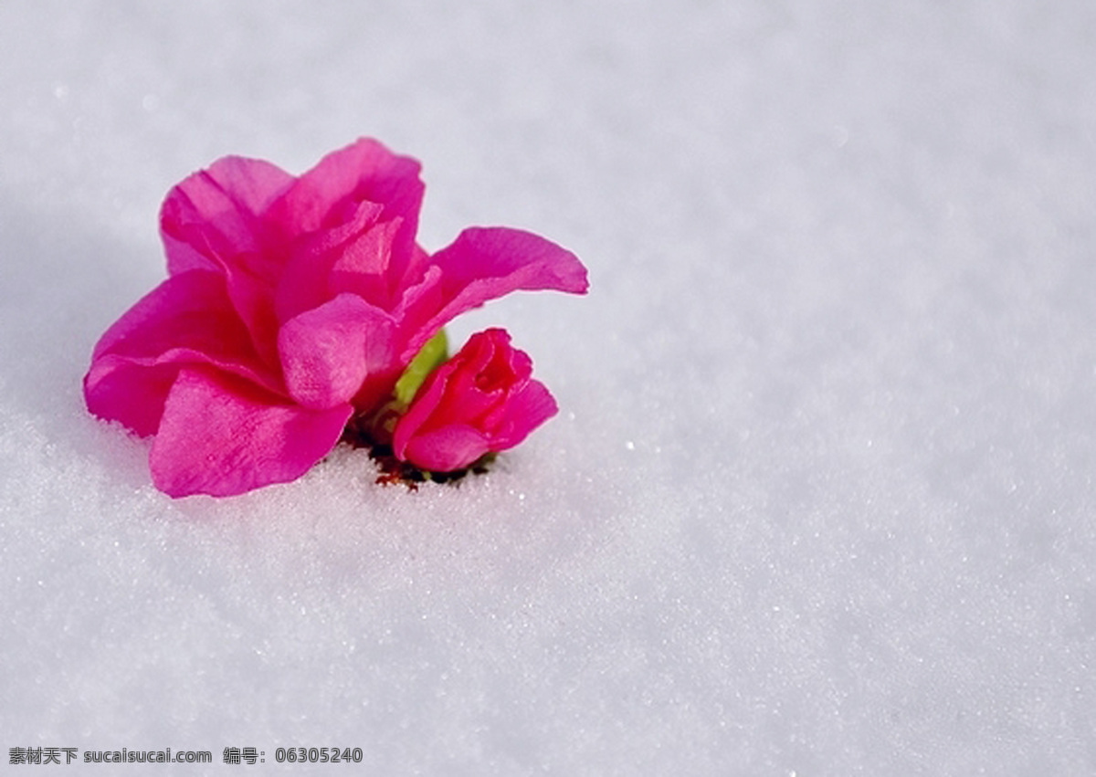 冰雪 花 红花 冰雪之花 雪中之艳丽 风景 生活 旅游餐饮