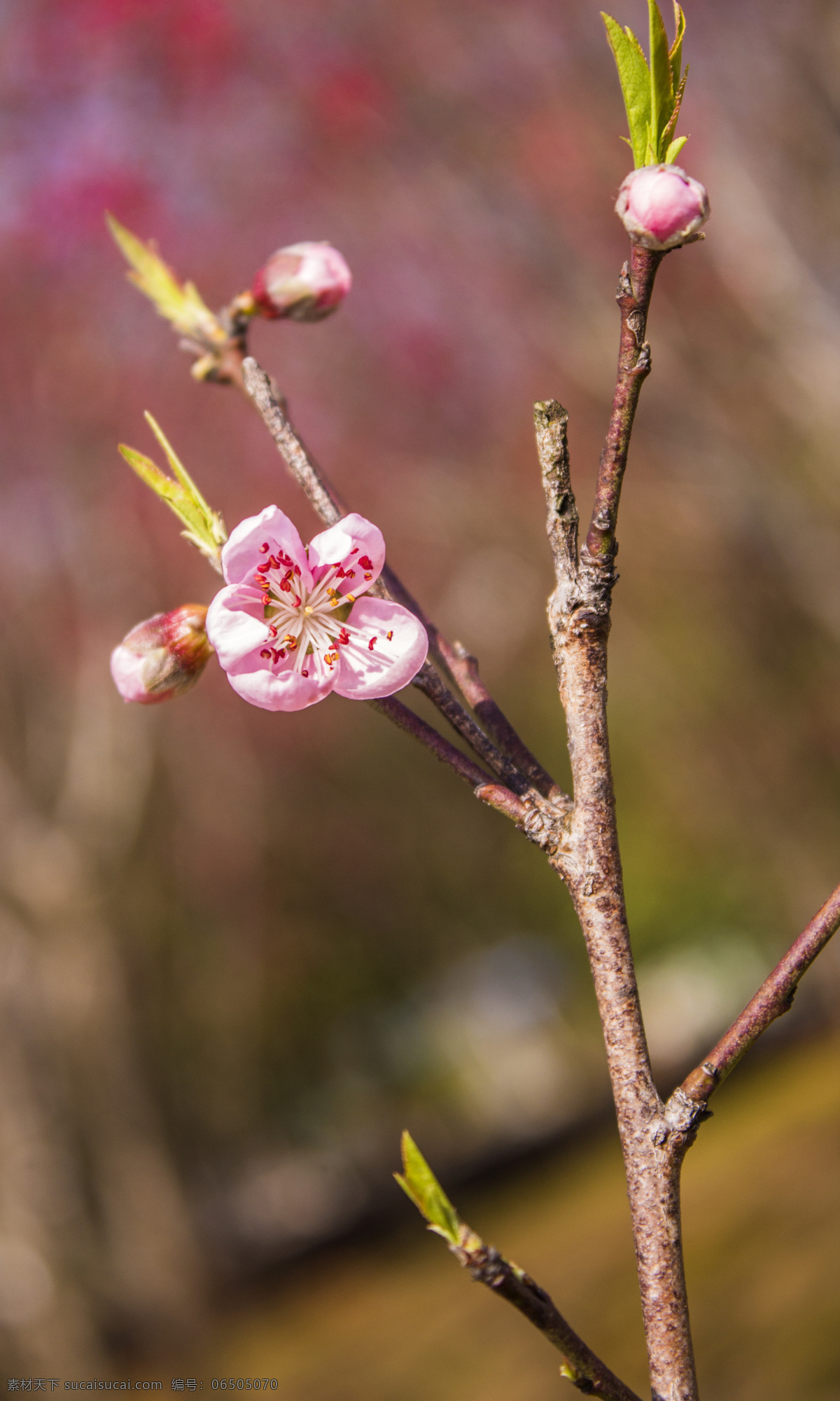 春天 桃花 商用 立春 桃花树 花朵 鲜花 花 春 照片 风景 风光