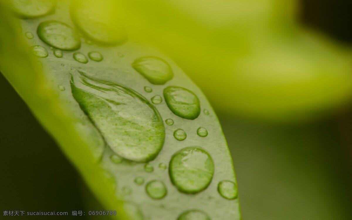 叶子 露水 生物世界 树木树叶 水滴 水珠 叶子露水 静态水 psd源文件