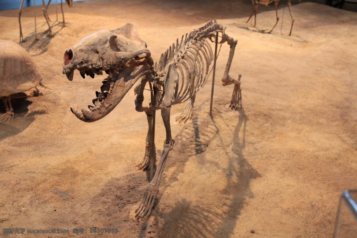 恐龙 骨架 博物馆 动物 骨头 化石 生物世界 恐龙骨架 行走 展览 史前生物 野生动物 装饰素材 展示设计