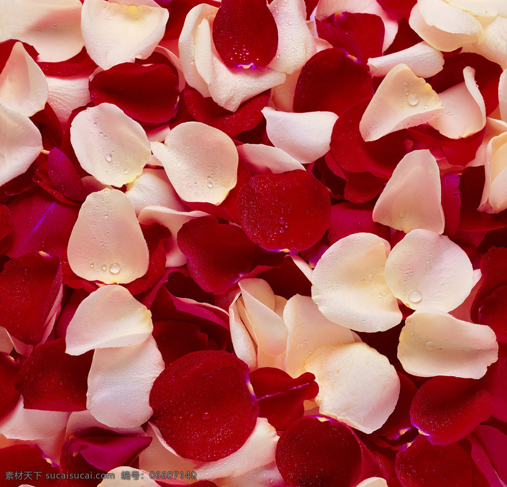 唯美 彩色 玫瑰 花瓣 彩色花瓣 红花瓣 粉花瓣 玫瑰花瓣 玫瑰花
